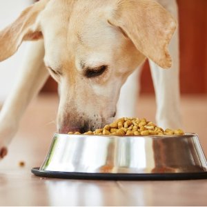 16种狗粮品牌可能会导致心脏病！“无谷物”或许是元凶