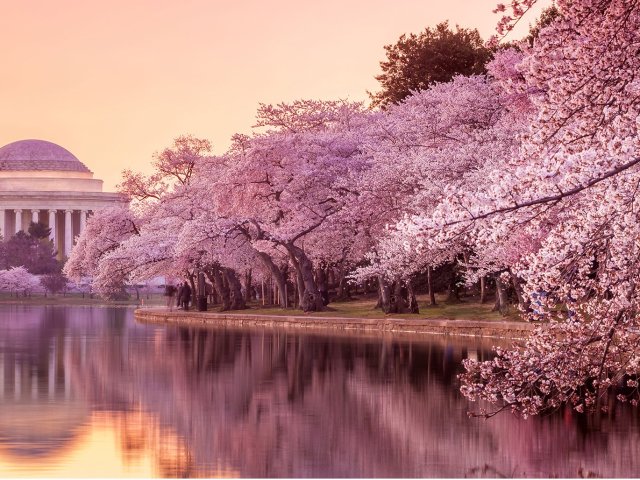 2019美国赏花地图   樱花 郁金香 矢车菊 薰衣草 花海 花花世界在等你