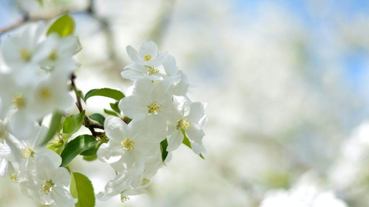 法国春季赏花地图 - 樱花、郁金香、梅花、含羞草等全攻略
