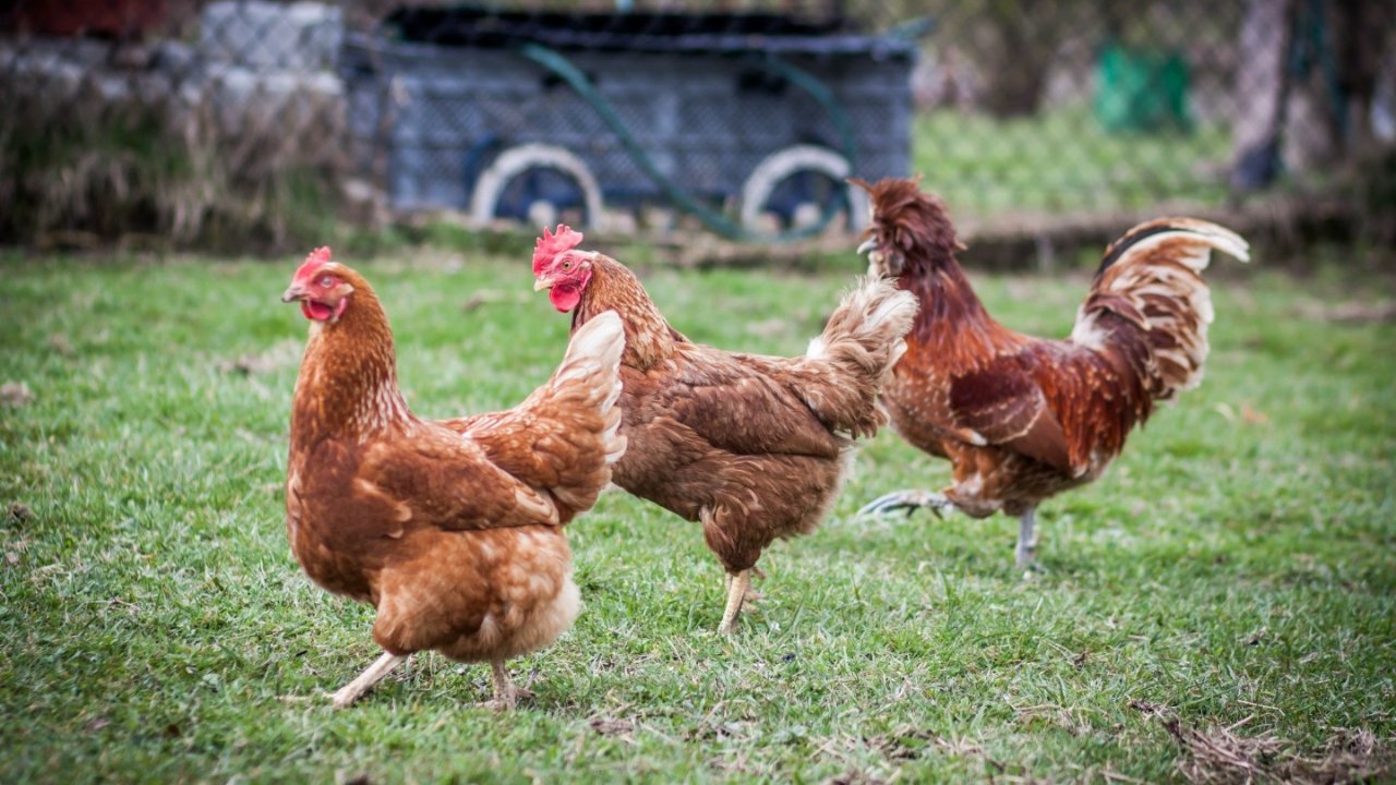 居家又有新乐趣！约克区Georgina地区批准后院养鸡计划！已经开放申请，最多可养4只母鸡！
