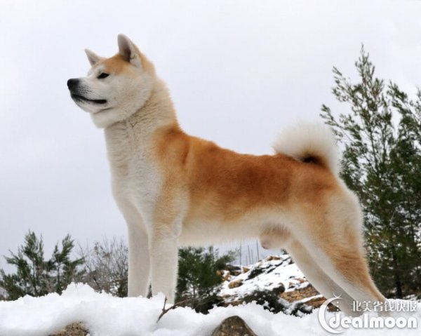 不同品种狗狗性格大揭秘 性格上有一点点淘气,这点跟大部分雪橇犬一样