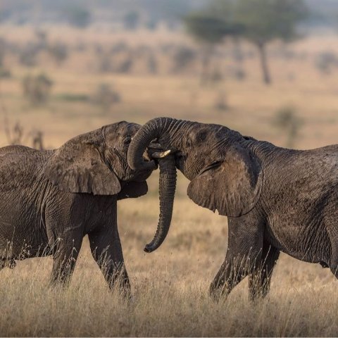 Serengeti-Park野生动物园