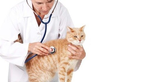 德国如何带宠物看病攻略｜宠物生病、绝育、打疫苗注意事项｜如何选择宠物保险
