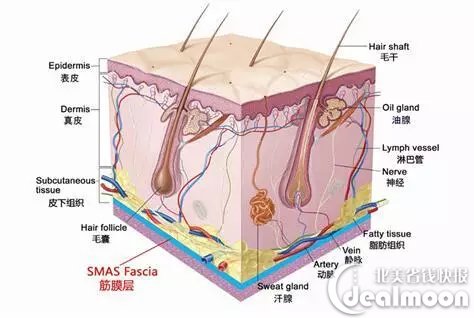先放上一张皮肤的结构图9504为什么要用美容仪90图片来自于