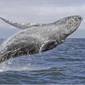 Oz Whale Watching 悉尼观鲸之旅团购