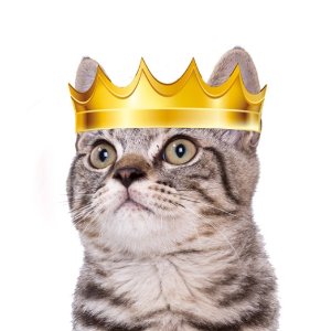 Catbnb 猫咪选美大赛 冠军可获得免费专业照片拍摄和照看服务
