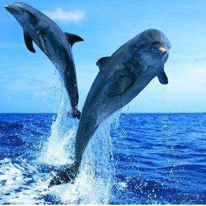 Sea All Dolphins Swims 海上观海豚