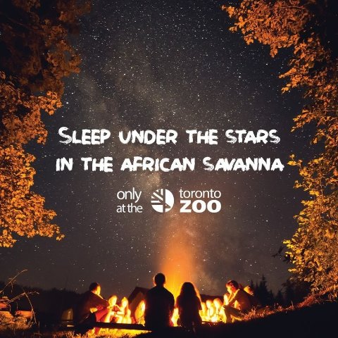 星空 树影 篝火堆多伦多动物园 过夜野营 漫步非洲园区 超赞亲子活动 报名已开始