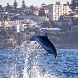 悉尼Go Whale Watching 海上探险游玩观鲸之旅团购