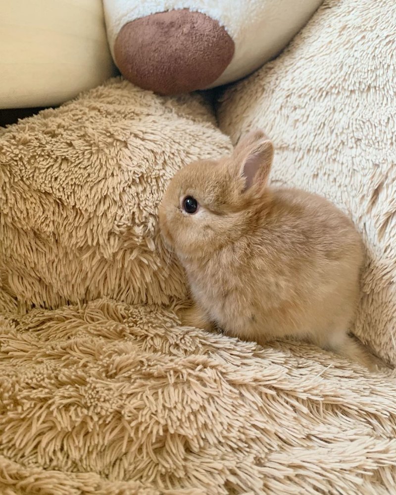 侏儒兔netherland dwarf