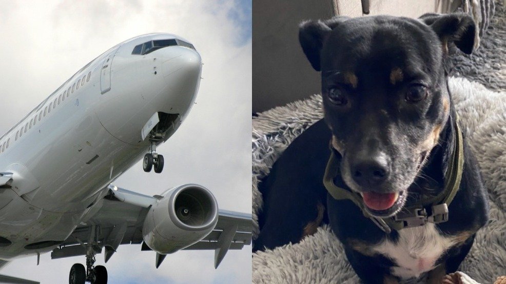 什么鬼？Air Transat在多伦多机场丢失旅客的狗狗近21小时，只赔偿350刀？还好狗没事！