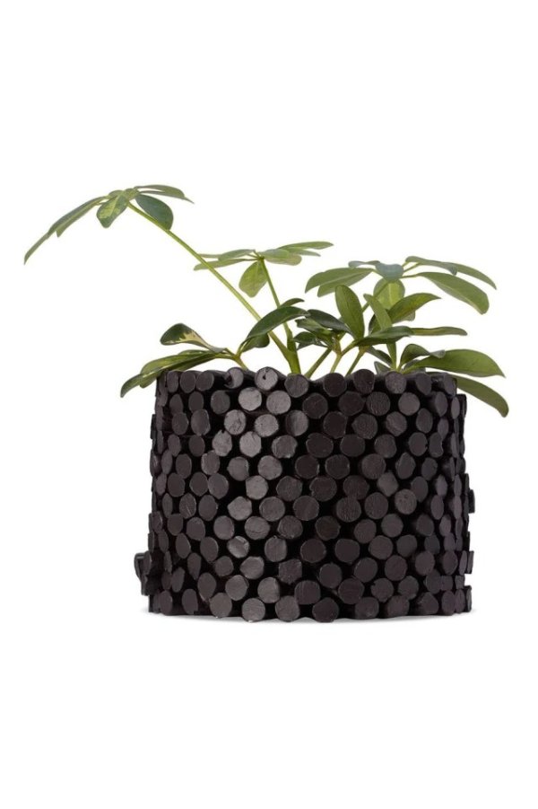 Black Segmented 盆栽