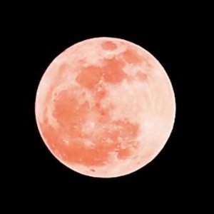 今晚记得抬头仰望夜空 分享超大、超圆的超级粉红月亮