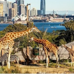 悉尼 | Taronga Zoo | 在动物园也能看海~ 出片率超高！
