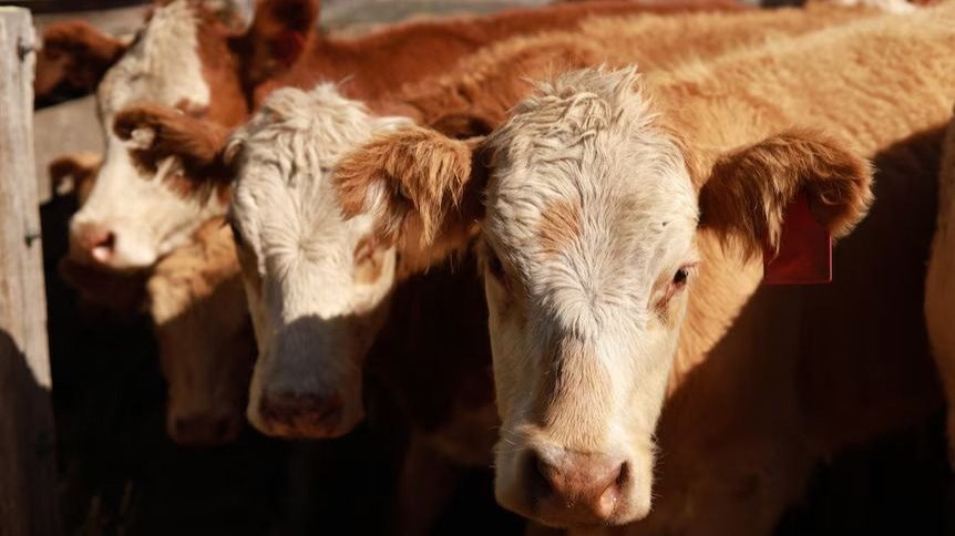  美国奶牛禽流感感染引起澳大利亚畜牧业和野生动物的忧虑