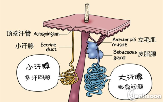 汗水浸湿衣服超尴尬腋下止汗要这么做