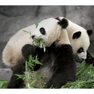 Toronto Zoo多伦多动物园官网年票特价  大熊猫将于2018年3月迁往卡城