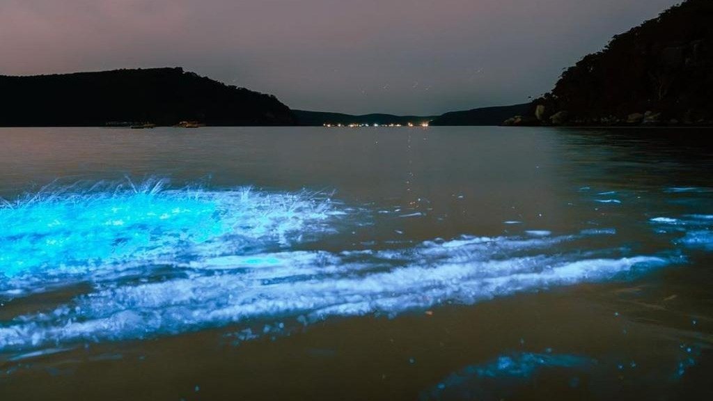 北悉尼著名海滩海水竟闪烁电光蓝！科学家称此罕见奇观预兆冬去春来！