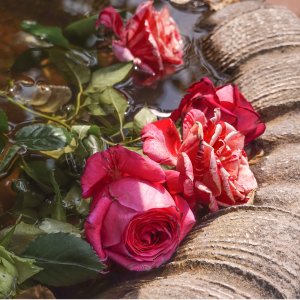 巴黎免费看玫瑰啦！一年一度“花园约会” 散心赏花还能玩游戏