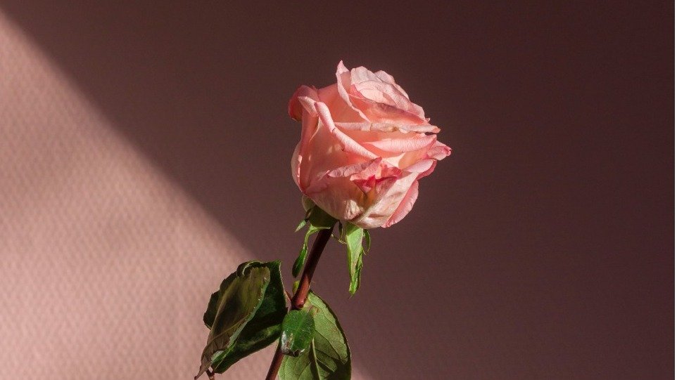 德国鲜花购买指南 - 情人节网上订花+鲜花速递全盘点