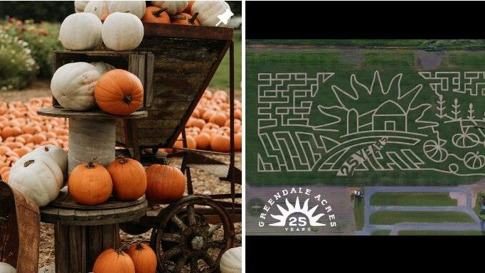 BC温哥华巨型玉米迷宫-农场采摘，羊驼，南瓜，Greendale Acres 25周年