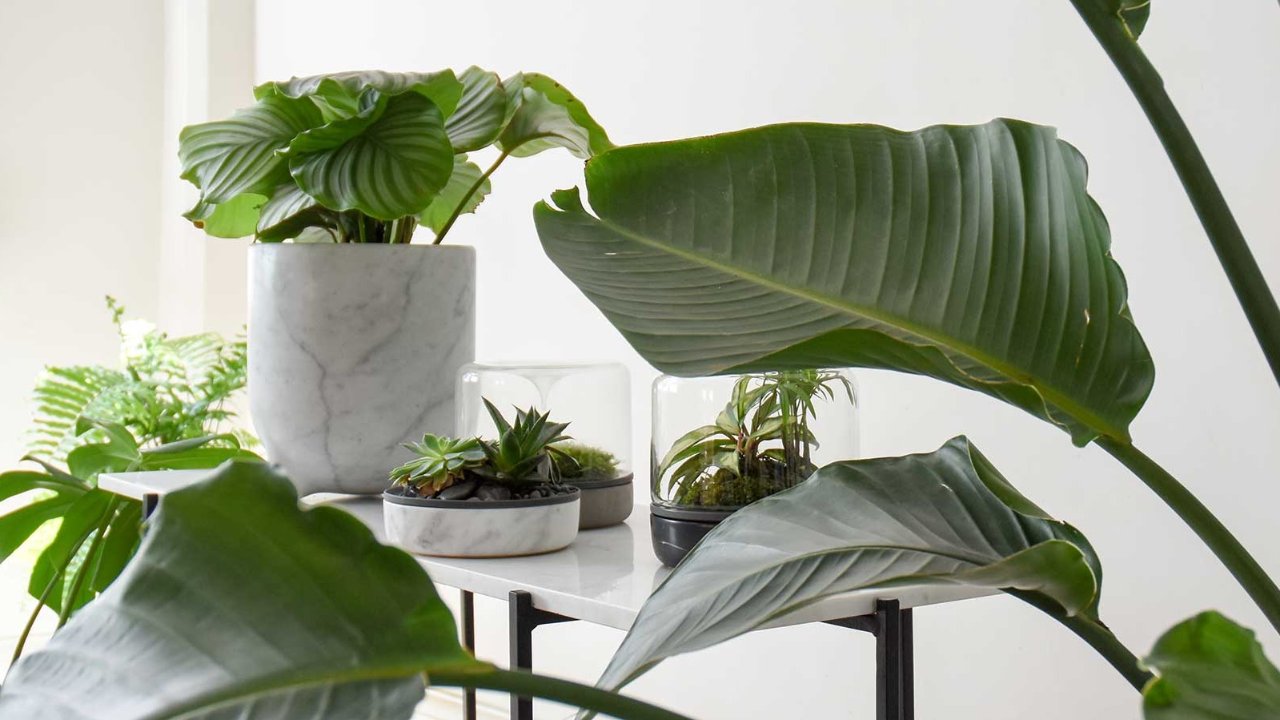 这些好看易养活的室内植物还能净化空气呢！
