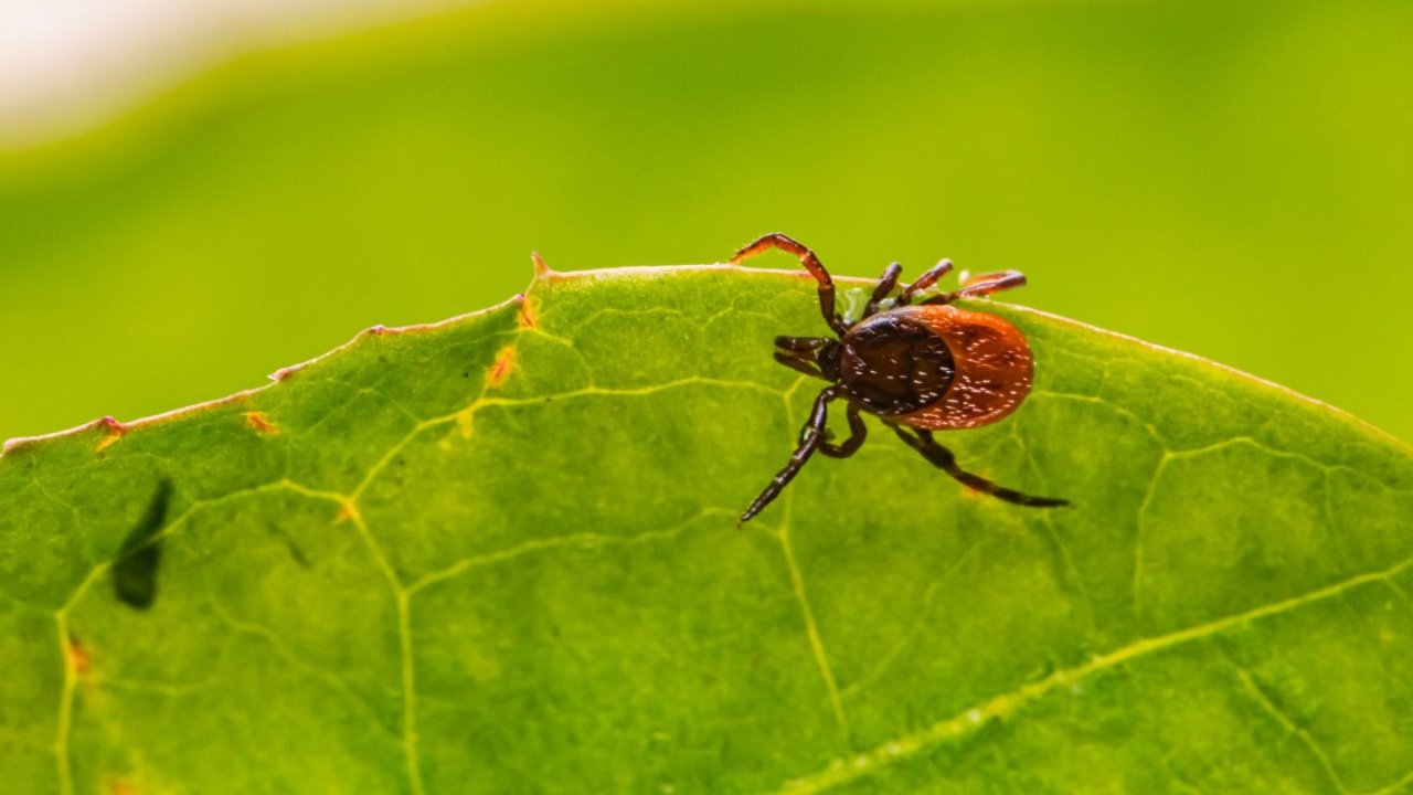 小心！德国蜱虫活跃，全德TBE高风险区，可传播高致死率病毒！
