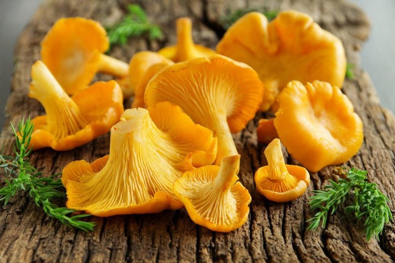 美国常见的15种食用蘑菇中英文名字 | 口蘑,平菇,杏鲍