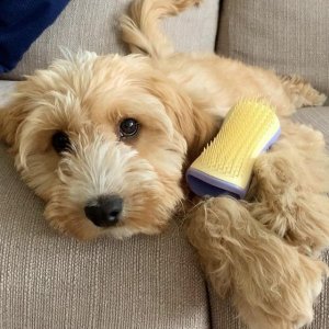 Tangle Teezer 宠物专用梳毛刷 每天一梳 家里毛发去无踪