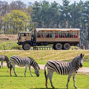 Thoiry Zoo Safari 开车去逛动物园  可以不下车的放松好去处