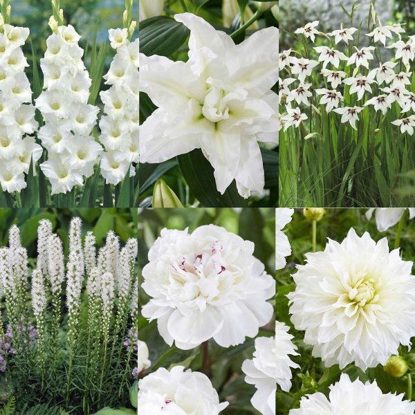 白色系列花花种子