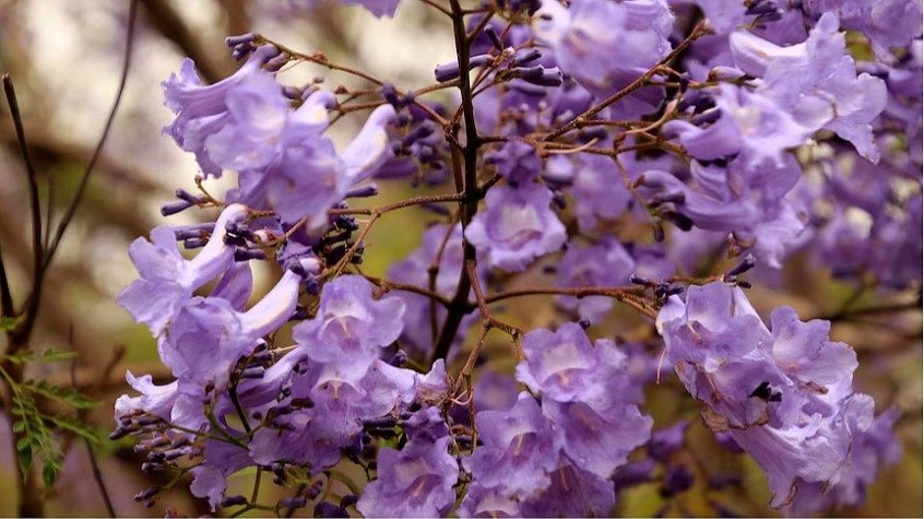 悉尼蓝花楹提前三周开花啦，干燥暖冬或导致花期提前结束！