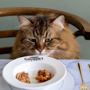 Purina 宠物食品专场 收金标Gourmet、Felix优质猫粮