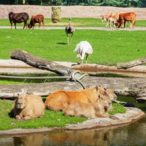 €109包门票+酒店享受生机勃勃的春季~塞伦盖蒂野生动物园 斑马、羊驼贴身簇拥
