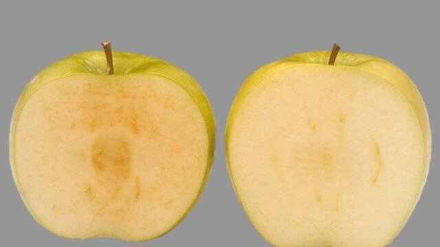 科技与狠活对苹果下手了！转基因品种28天不变色，加拿大批准上架！你敢吃吗？