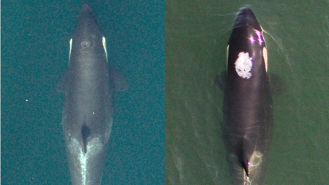 🐳13只珍稀虎鲸健康状况令人担忧，官方发布紧急命令挽救濒临灭绝物种！