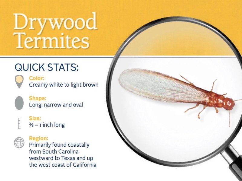 drywood-termite-pest-id-card_fro.jpg