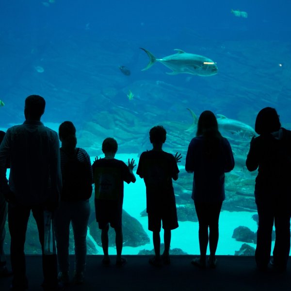 佐治亚水族馆普通门票