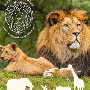 仅限5月12日! 母亲节当天African Lion Safari门票7.5折抢🔥羊驼、狮子、长颈鹿等你宠幸