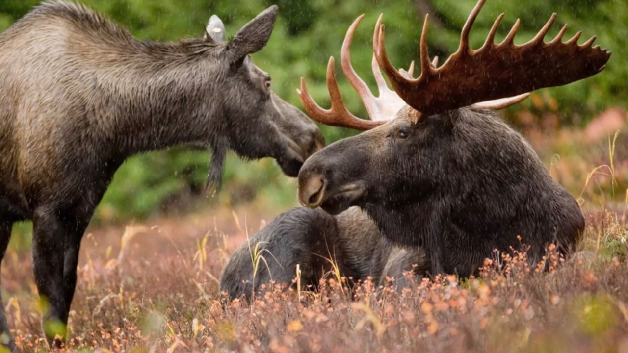 安省观赏驼鹿攻略 - 6大省立公园让你最近距离探索Moose！