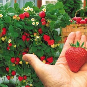 大家一起来种植 好吃又好看的草莓 小白花红草莓超级可爱
