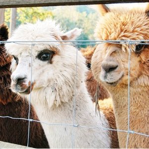 Mountview Alpaca Farm 羊驼农场喂食玩乐体验
