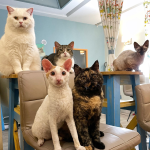 Chat Mallows Café 巴黎人气猫咖 快来一起免费撸猫