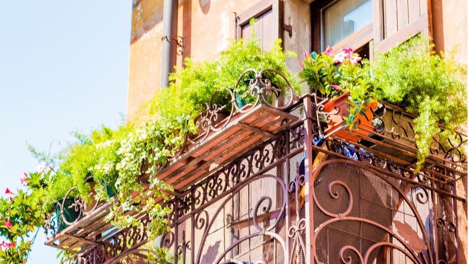 法国常见花种推荐！春天到了，自己种些漂亮的花花装饰阳台吧~