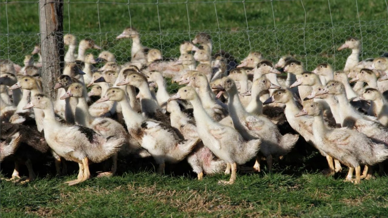 法国禽流感风险升至高等 - 数百万家禽被安乐死