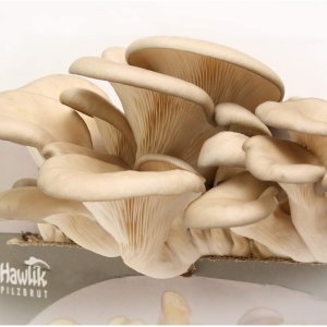 Hawlik 蘑菇种植箱 给水就长 产量惊人 天天能吃新鲜蘑菇