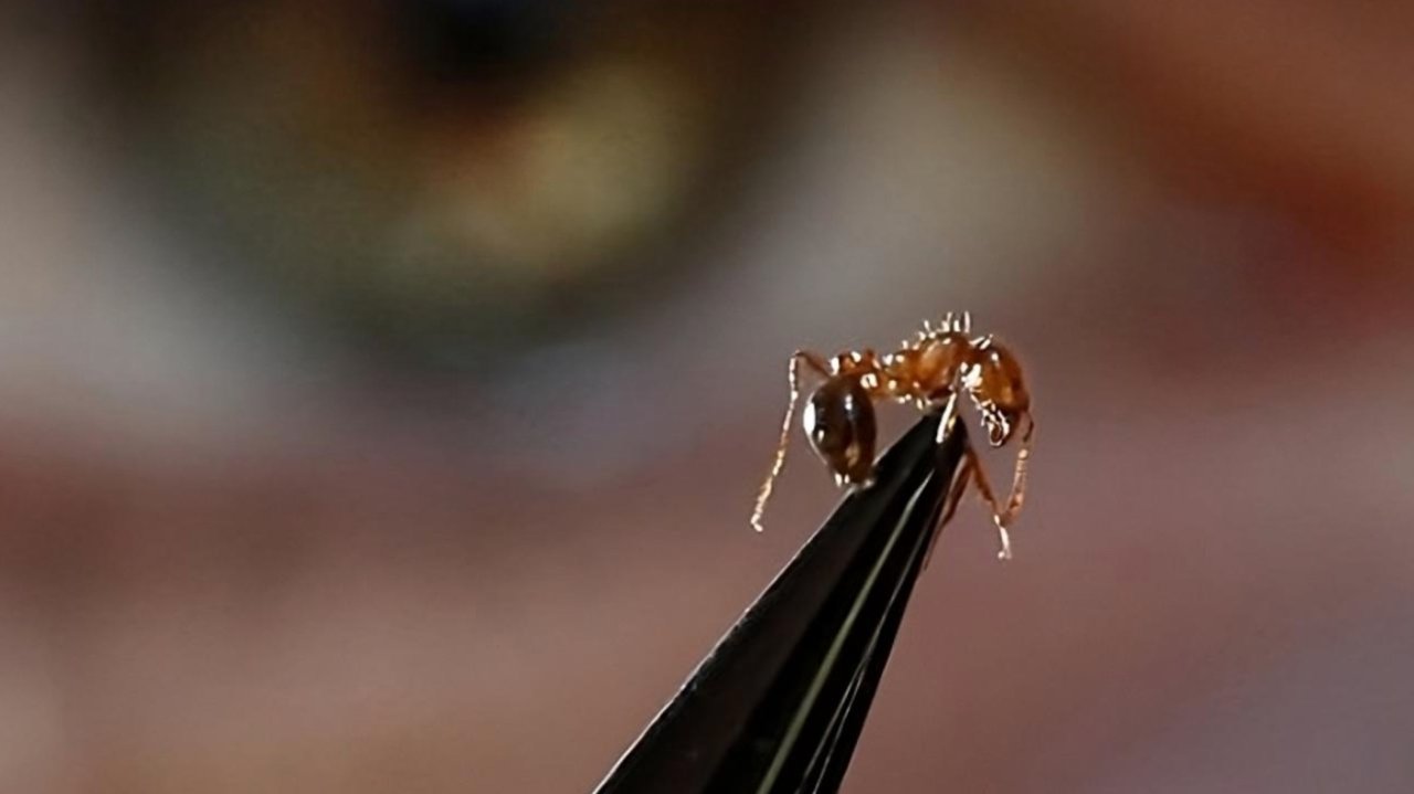 澳州正面临红火蚁入侵风险！需投资$4亿灭蚁