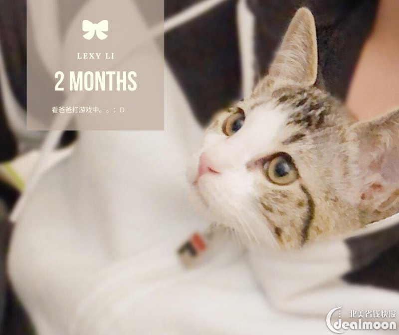 我家两只喵猫奴自用好物推荐