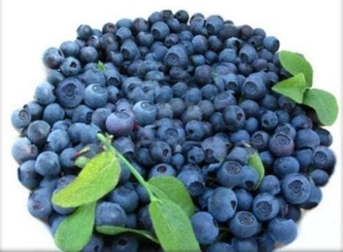 300+颗超级甜的大蓝莓种子
