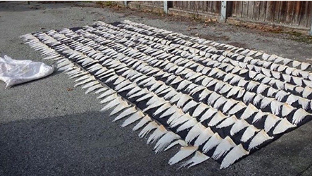 向加拿大非法进口超过 20,000 条非法鱼翅，BC省一家公司被处以巨额罚款！
